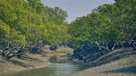 Sundarbans Expansion Project